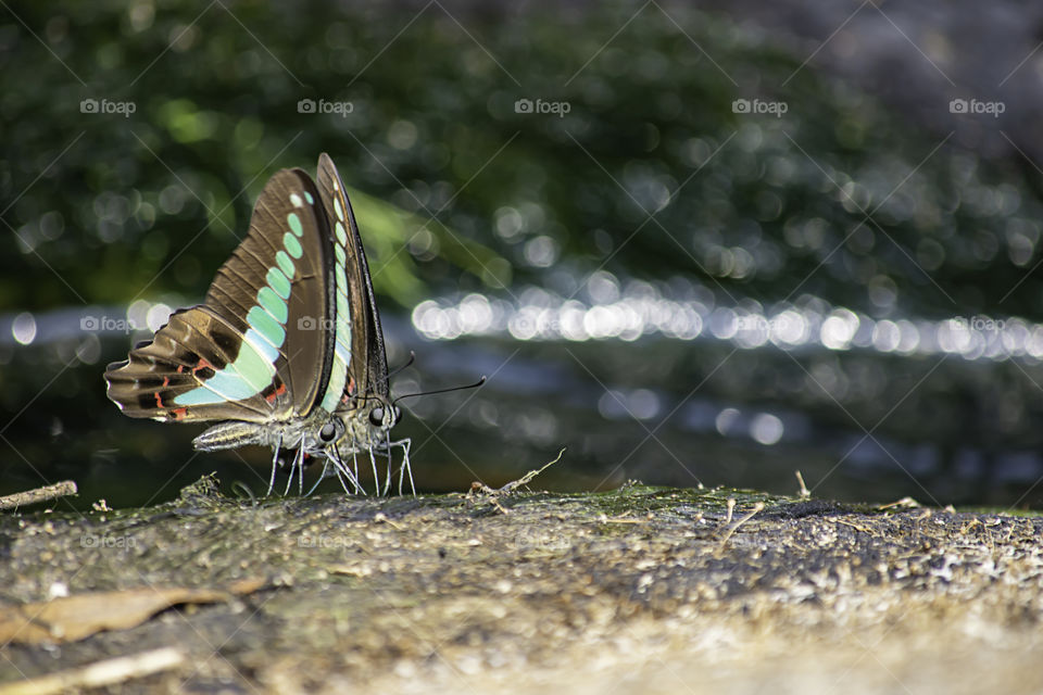 Butterfly wings black with green stripes on the stones Background blurry Waterfall .