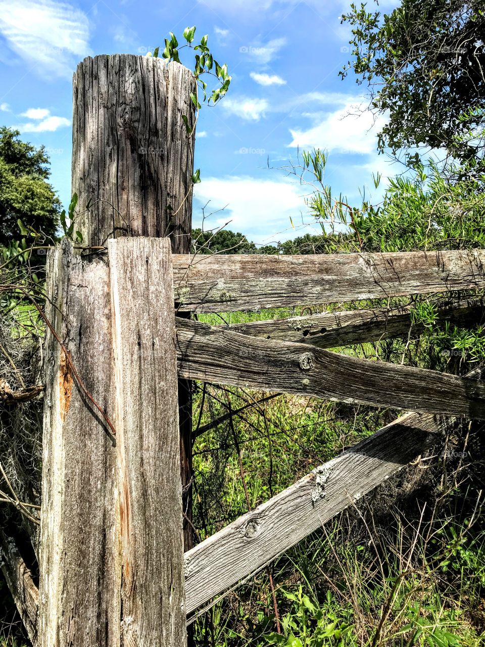 Roadside Fence