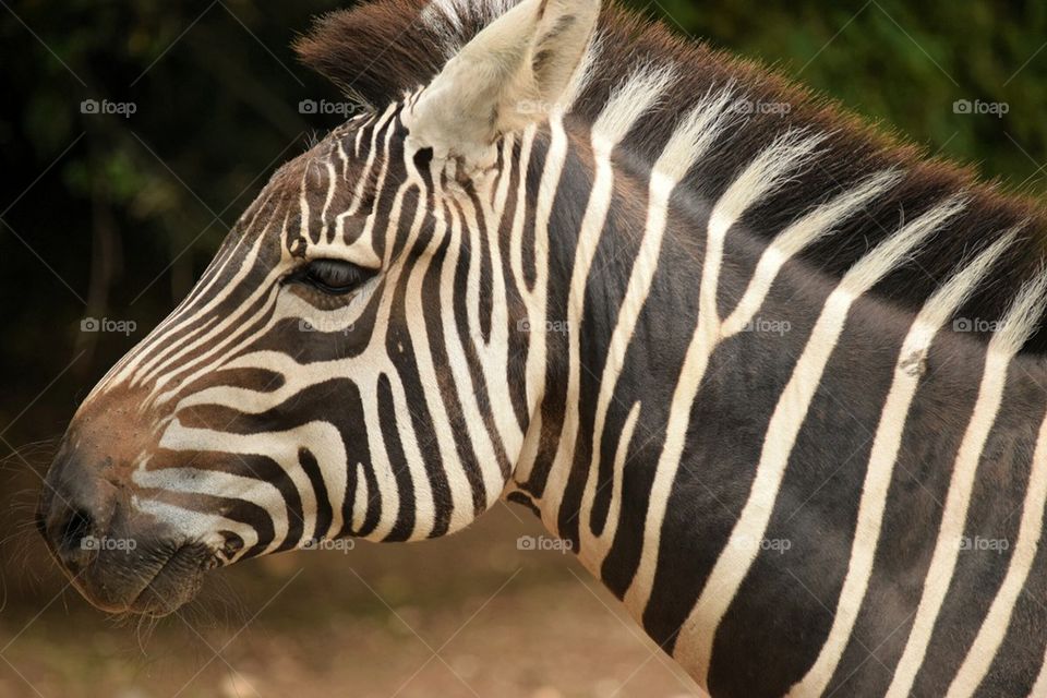 zebra. 