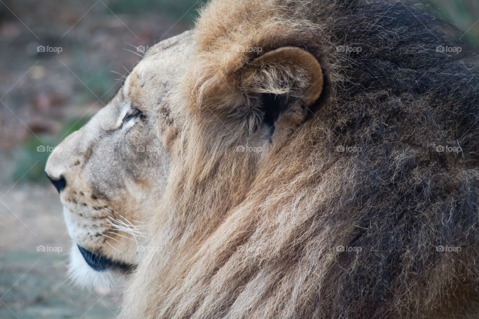 Extreme close-up of lion