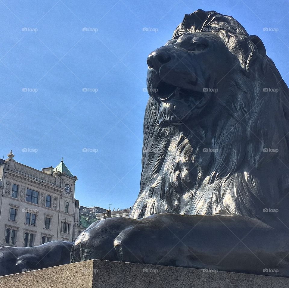 Trafalgar lion. Taken 24.4.15