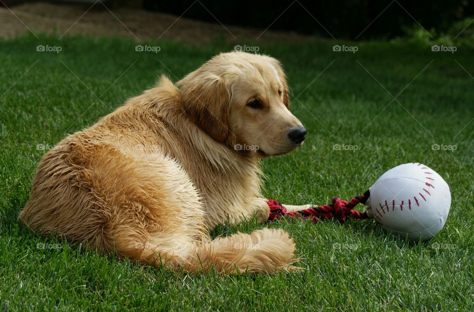 Dog sitting on grass