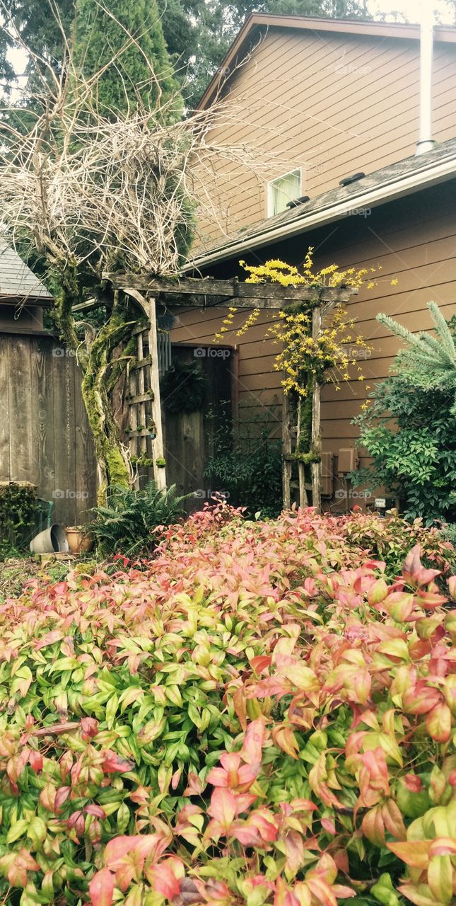 Gateway to my Grandma's Garden
Vancouver, Washington 
27 March 2017