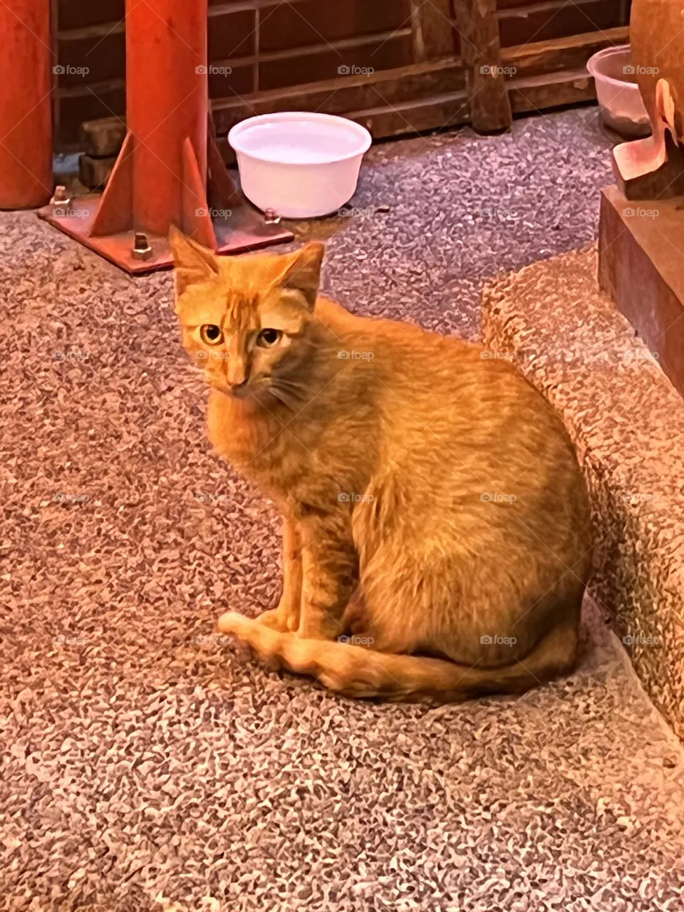 Cute cat