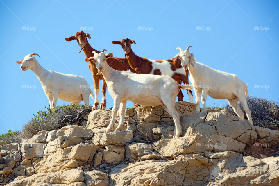 Curious looks. A group of goats of the "kri-kri" breed (Capra hircus cretica) on the rocks of the island of Crete, look at me curiously.