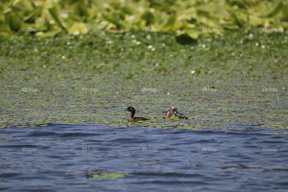 Small birds at the lake