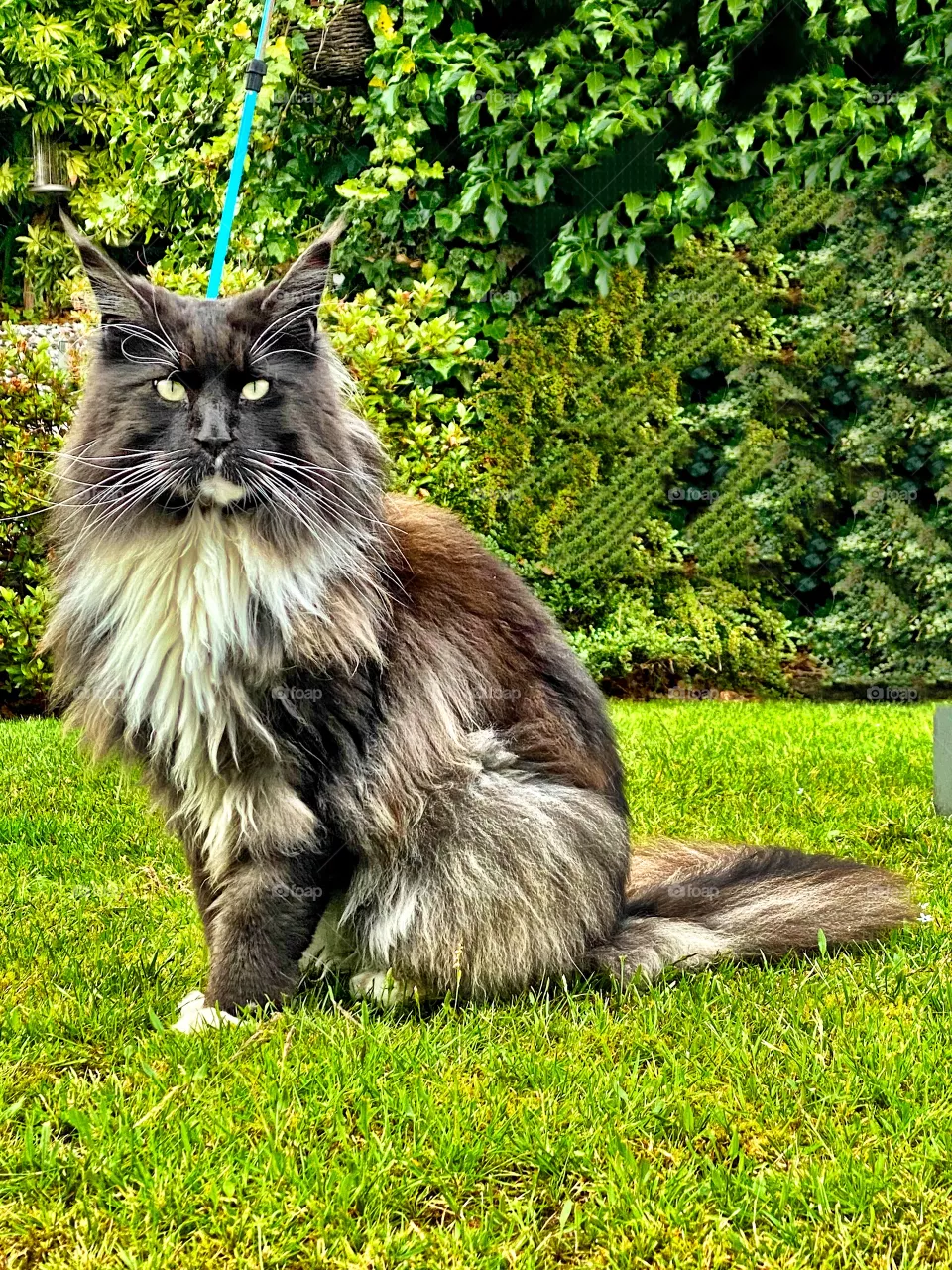 Maine Coon