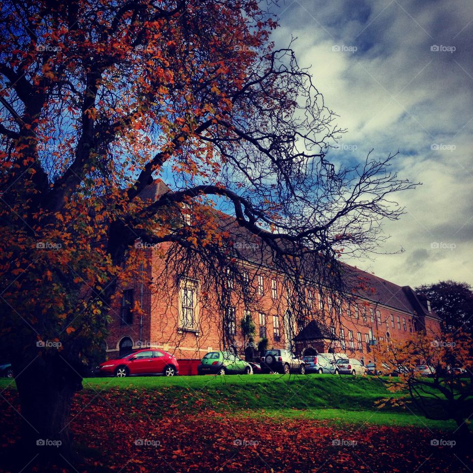 Autumn fall. University of Exeter, United Kingdom