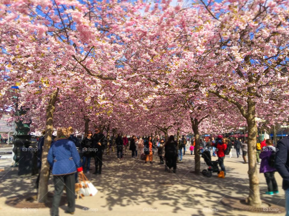 Kungsträdgården, Stockholm