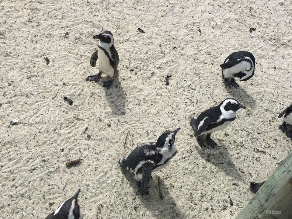 Penguins