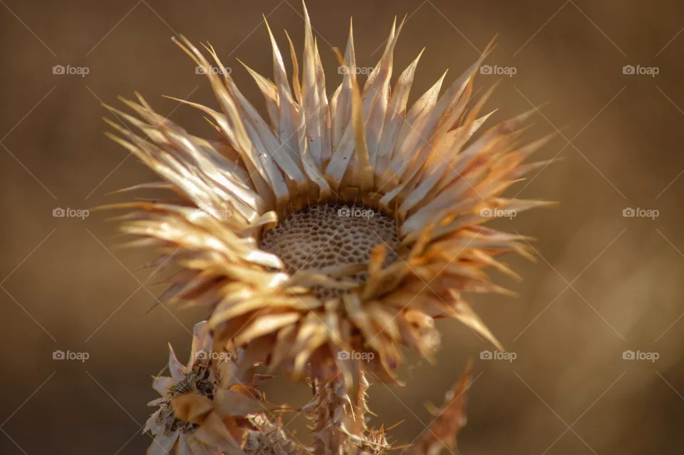 Cardo