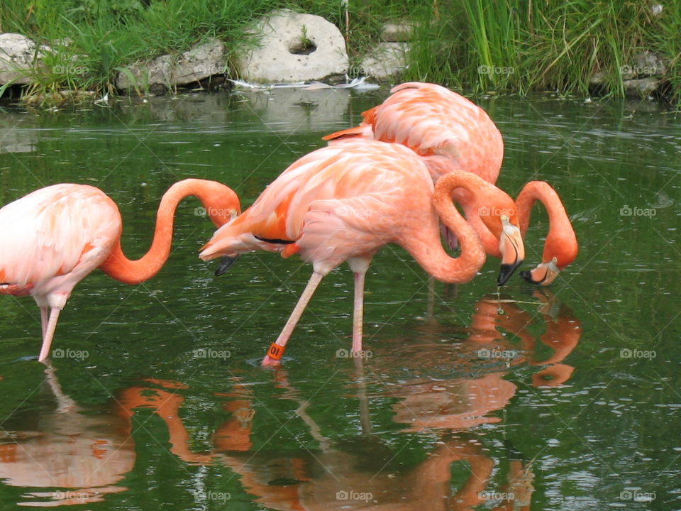 Flamingos