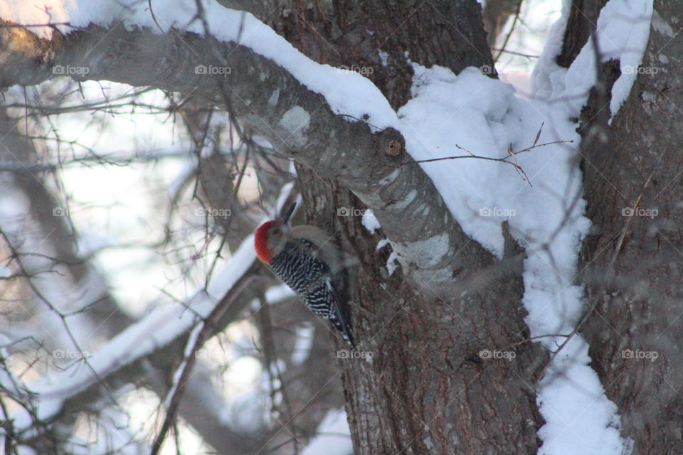 Woodpecker
