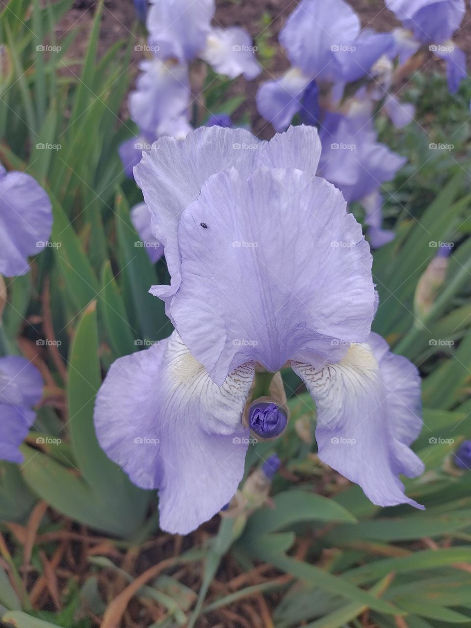 Blue Iris in summer.