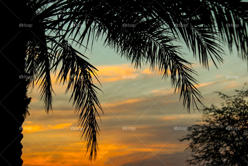 Sunset Tree Silhouette