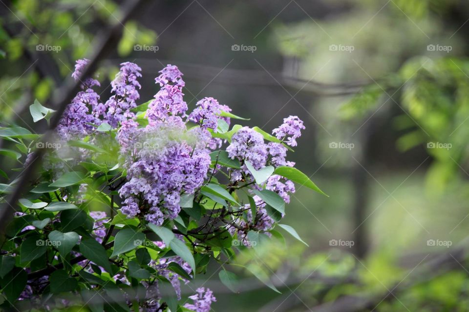 Lilacs in Bloom