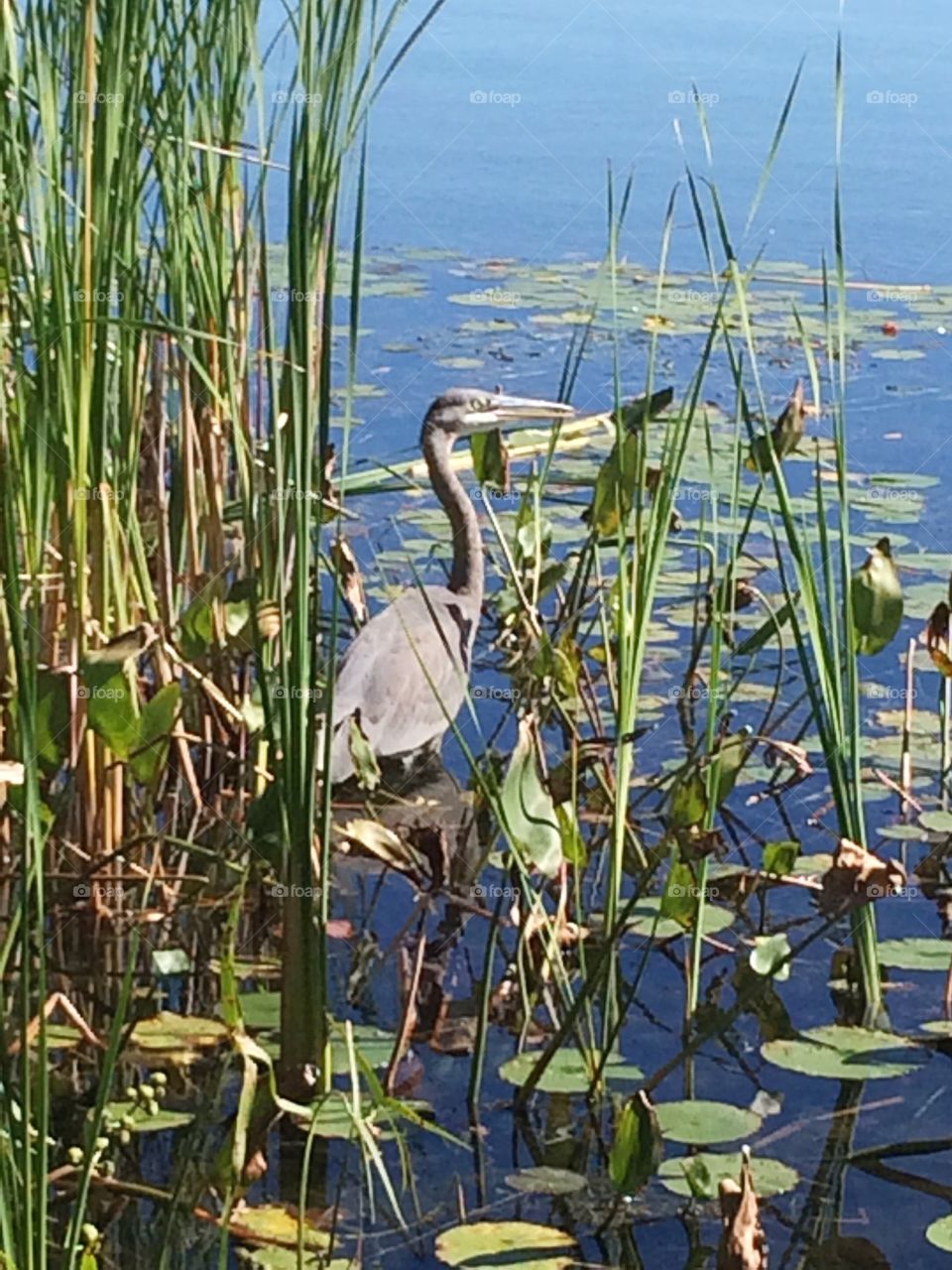 Blue Heron 