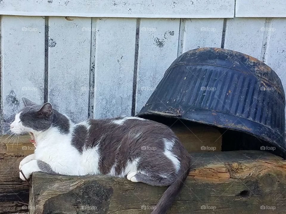 Charlie after a snooze