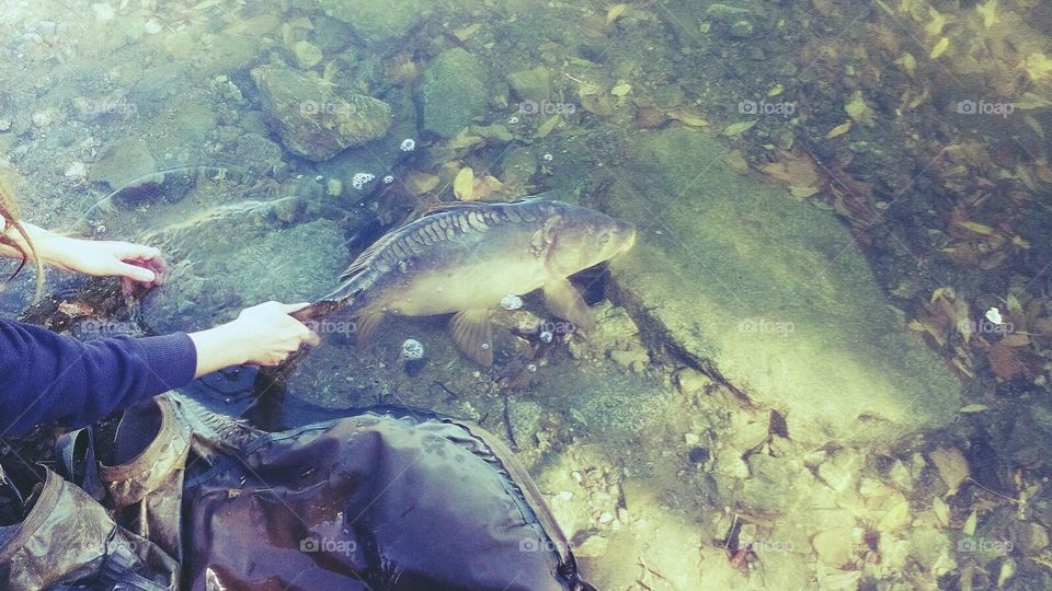 Carpa royal puesta en libertad