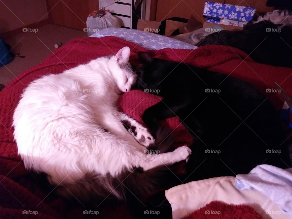 A white cat named Cloud cuddling with a black cat named Sebastian