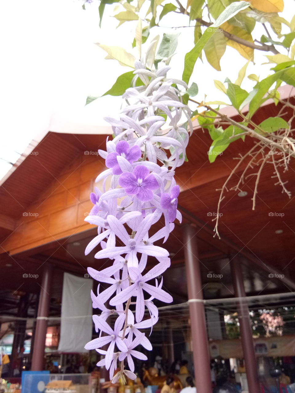 flower
temple
thailand
