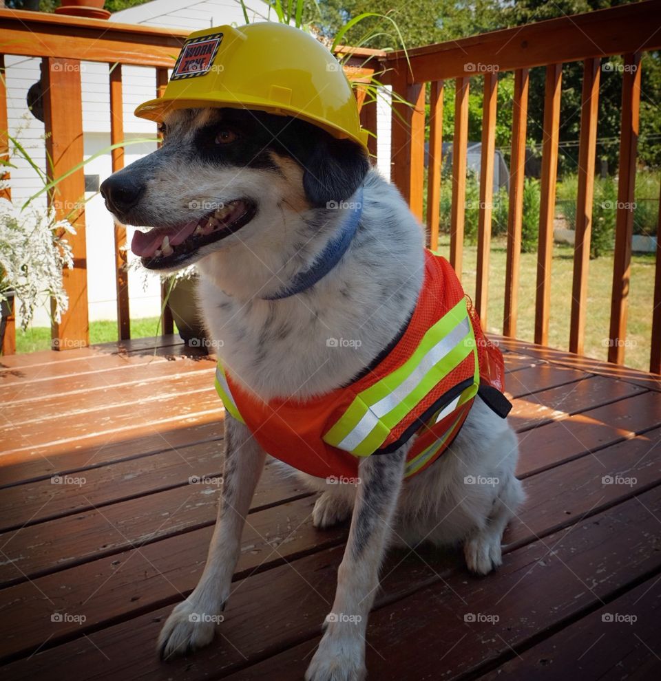 Jax the rescue pup will dig a hole anywhere you need ;-)