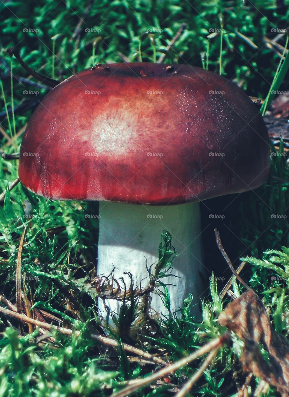 mushroom