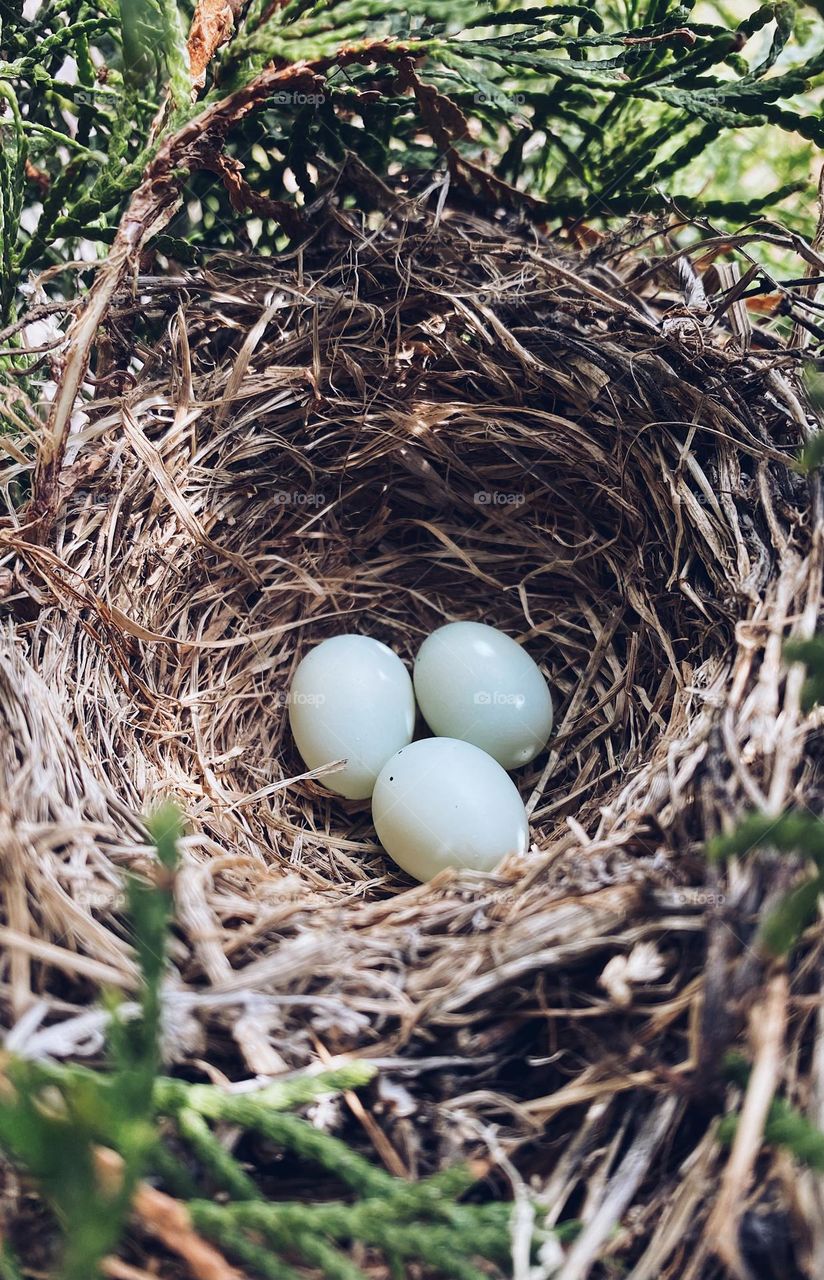 Top view of three eggs in nest