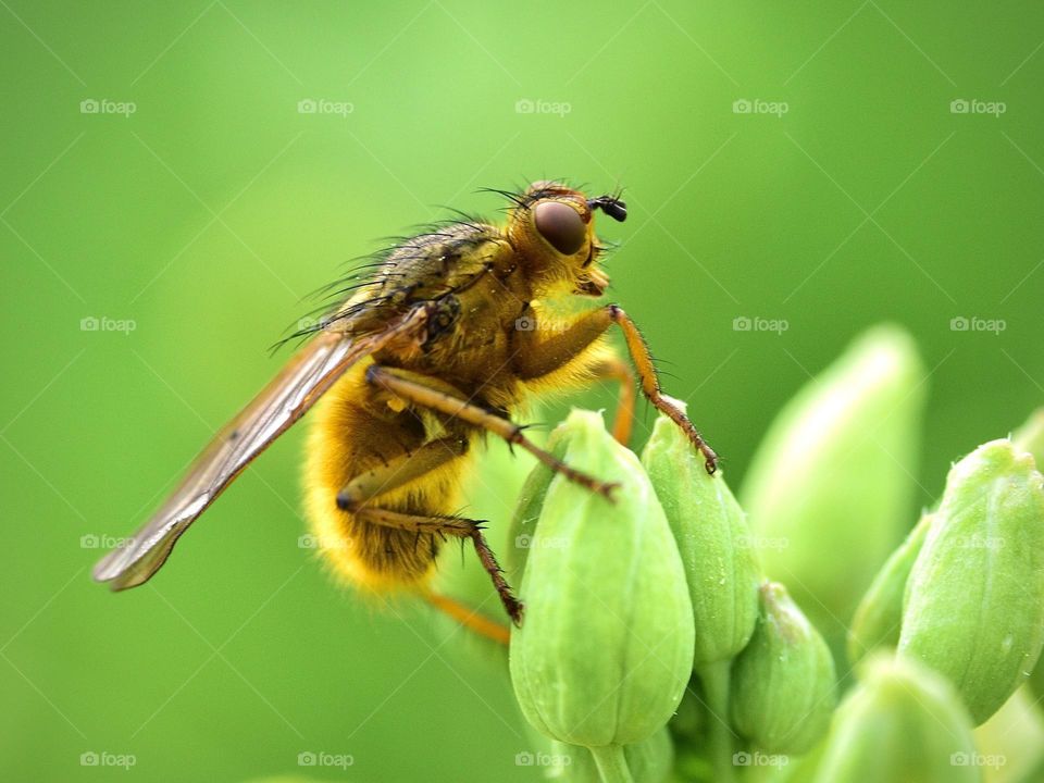 Macro of Fly sitting on plant 