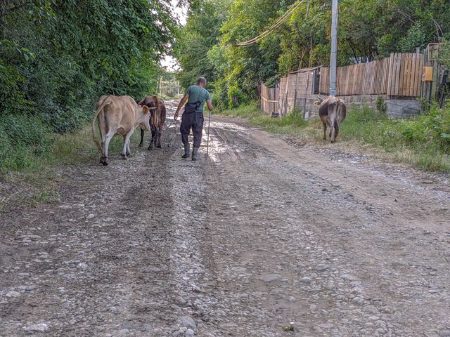 Working shepherd father