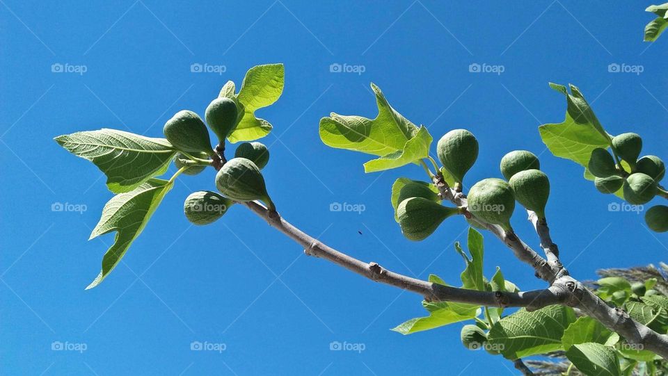 A beautiful fig tree.