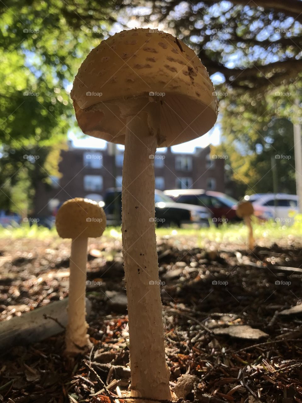 Mushrooms city