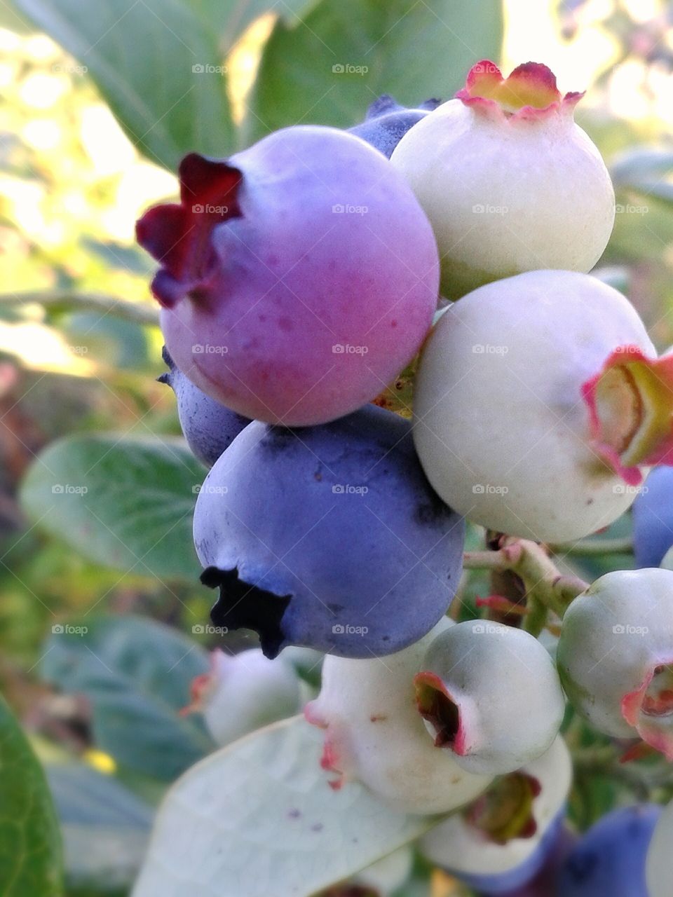 Cluster of blue. Blueberries on the bush.