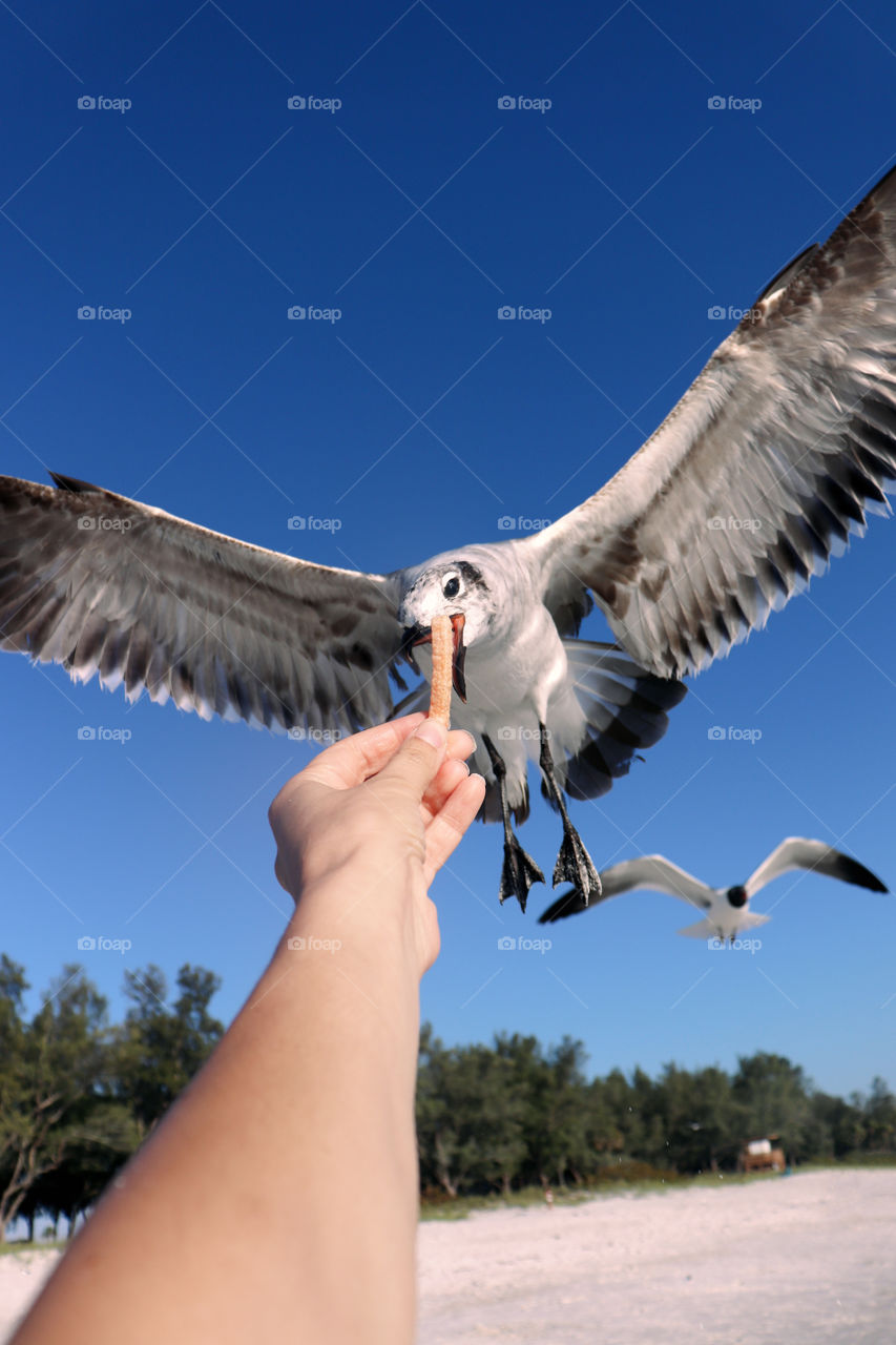 feeding a seagulls