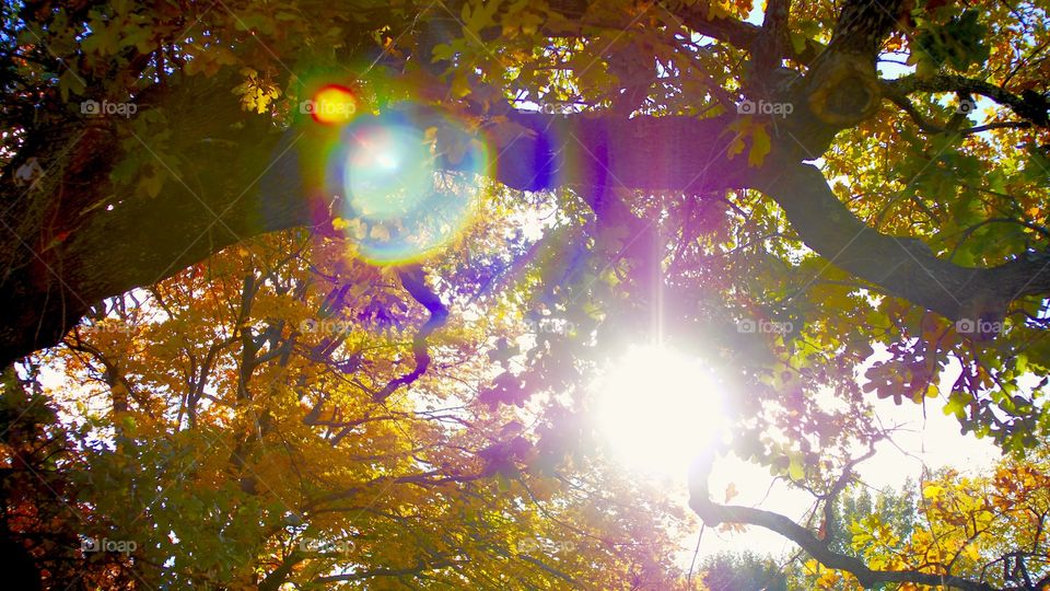 Sun Shining through Autumn Trees