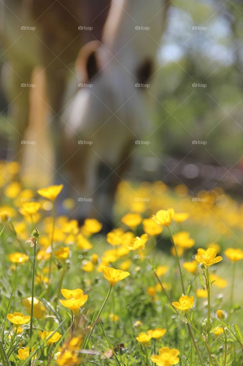 Yellow flowers