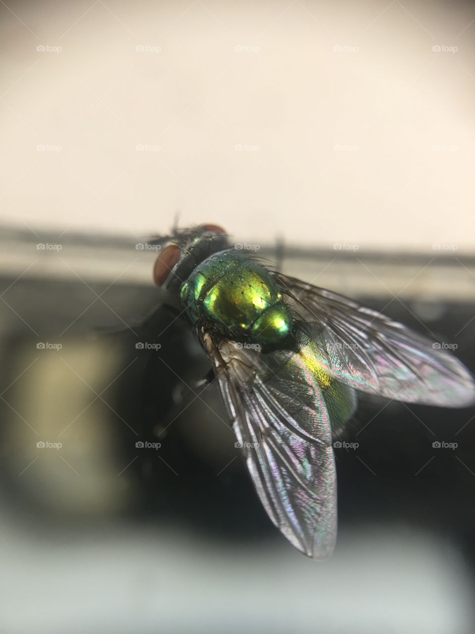 Macro fly