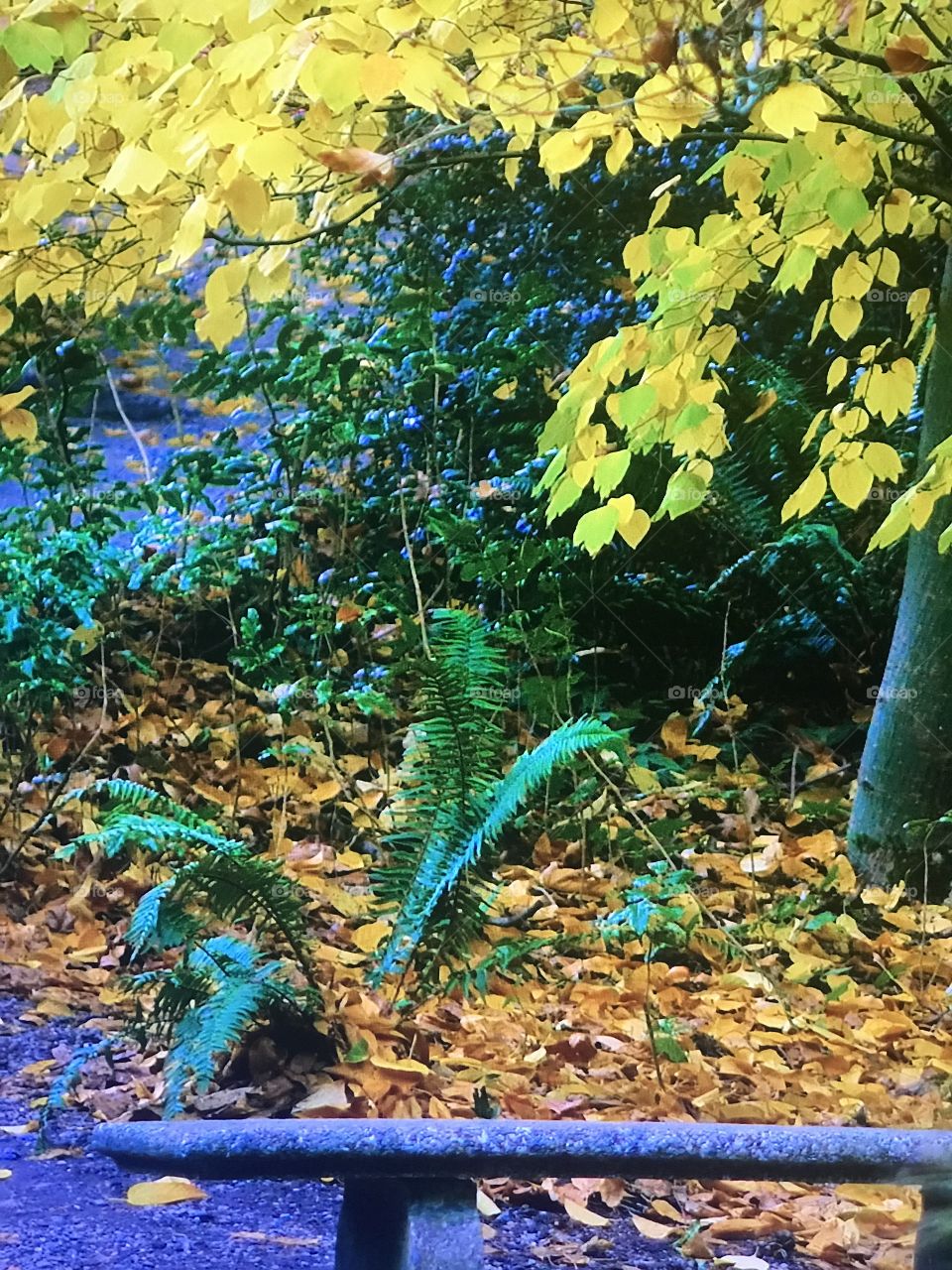 Washington Autumn Season 