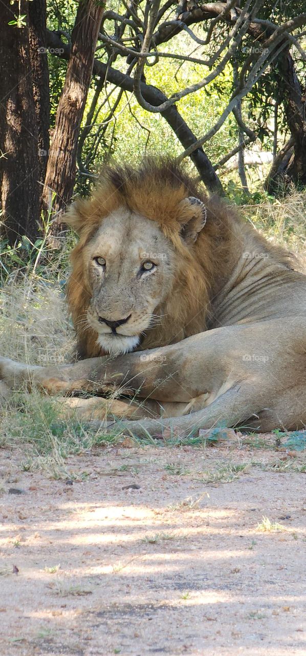 Male Lion Watching
