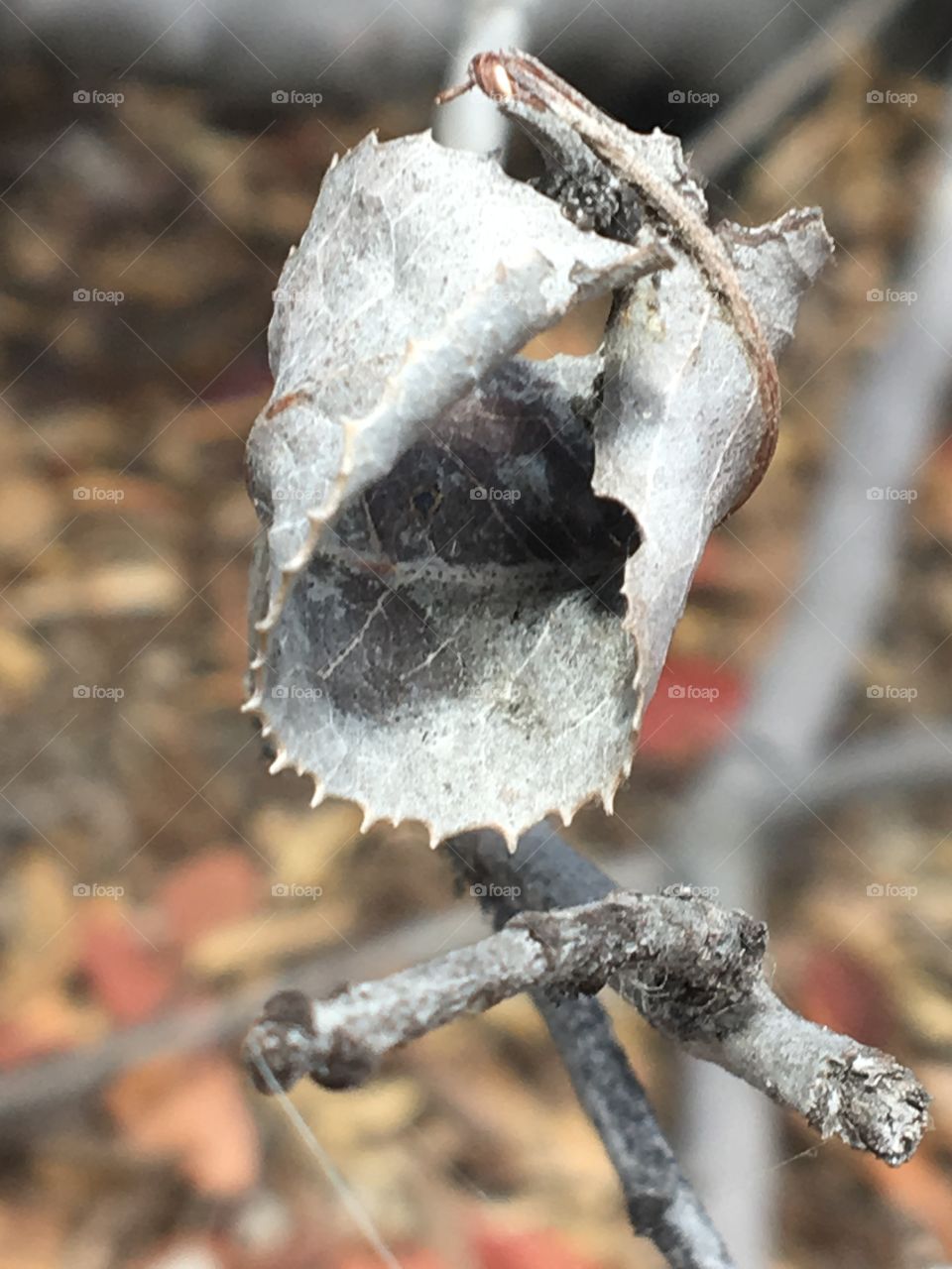 Winter leaf