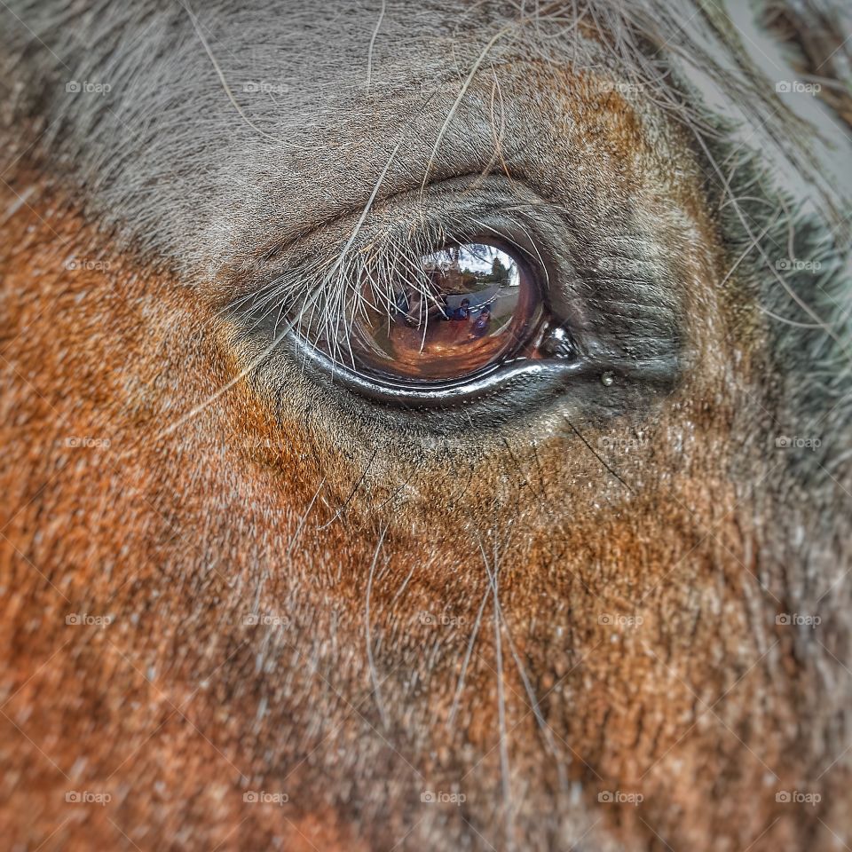 Horse eye