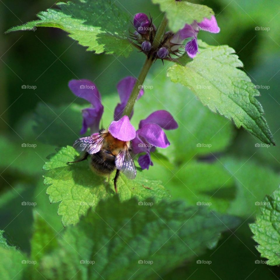 bee
