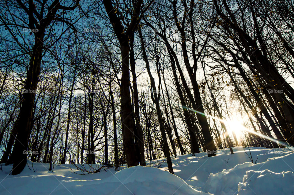 Winter nature landscape snow covered trees on sunny day in forest with sun burst landscape background