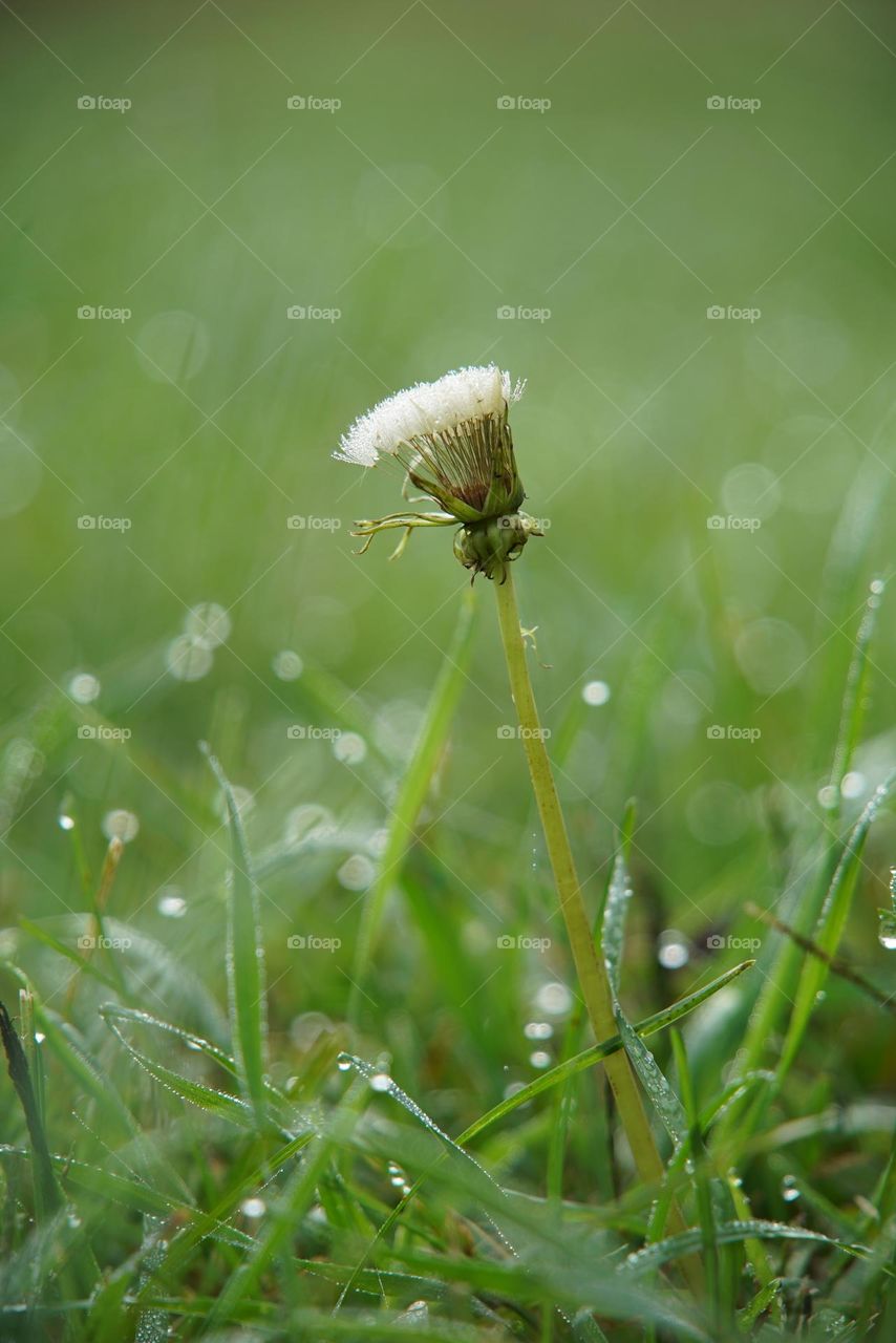 Dandelion in the grass in the morning with dew 