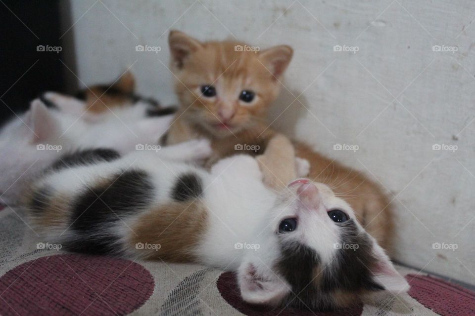 kittens are playing