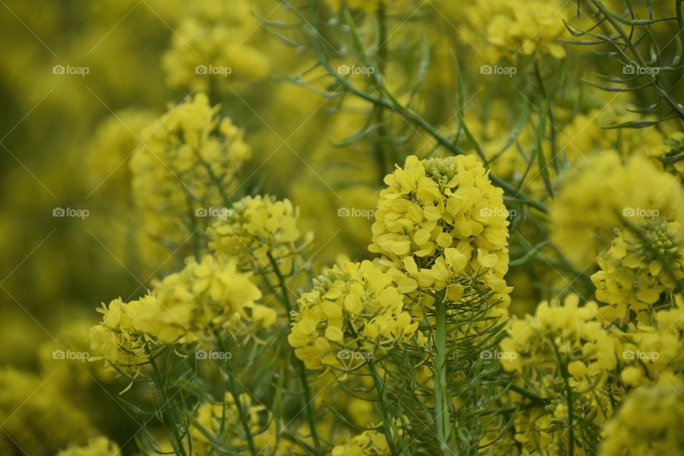 Close up of yellow flowers