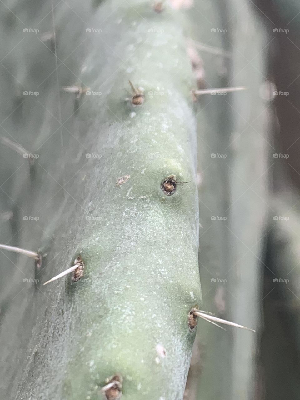 Prickly pear cactus closeup 