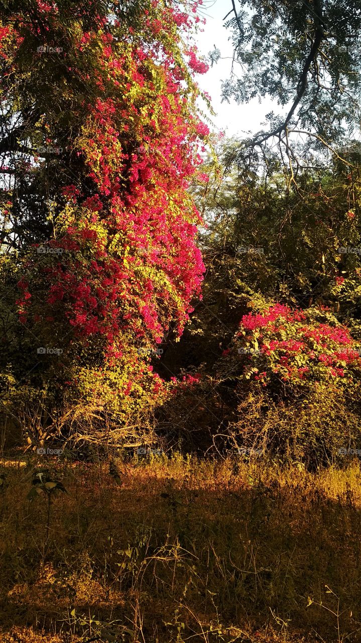 Flower in Evening!!!