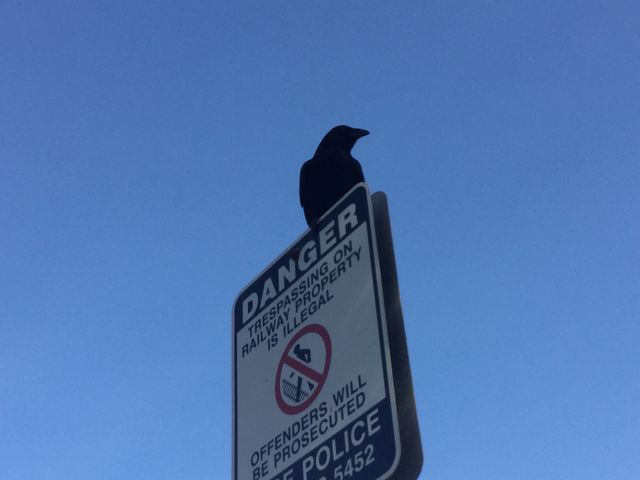 Lone crow on a street sign 