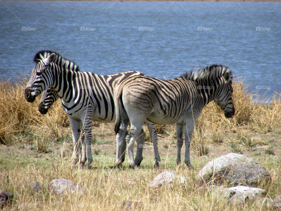 Zebra
